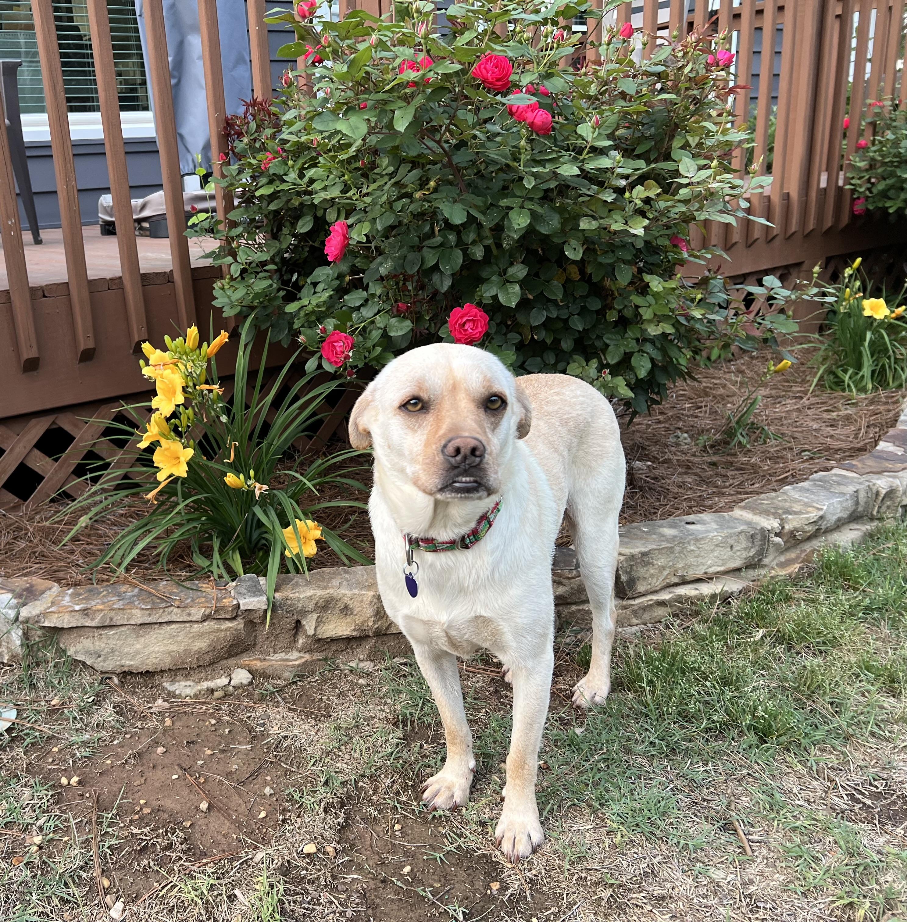 Enlarge Dixie Mae, a ADOPTABLE mixed breed in MADISON, AL image 1/4