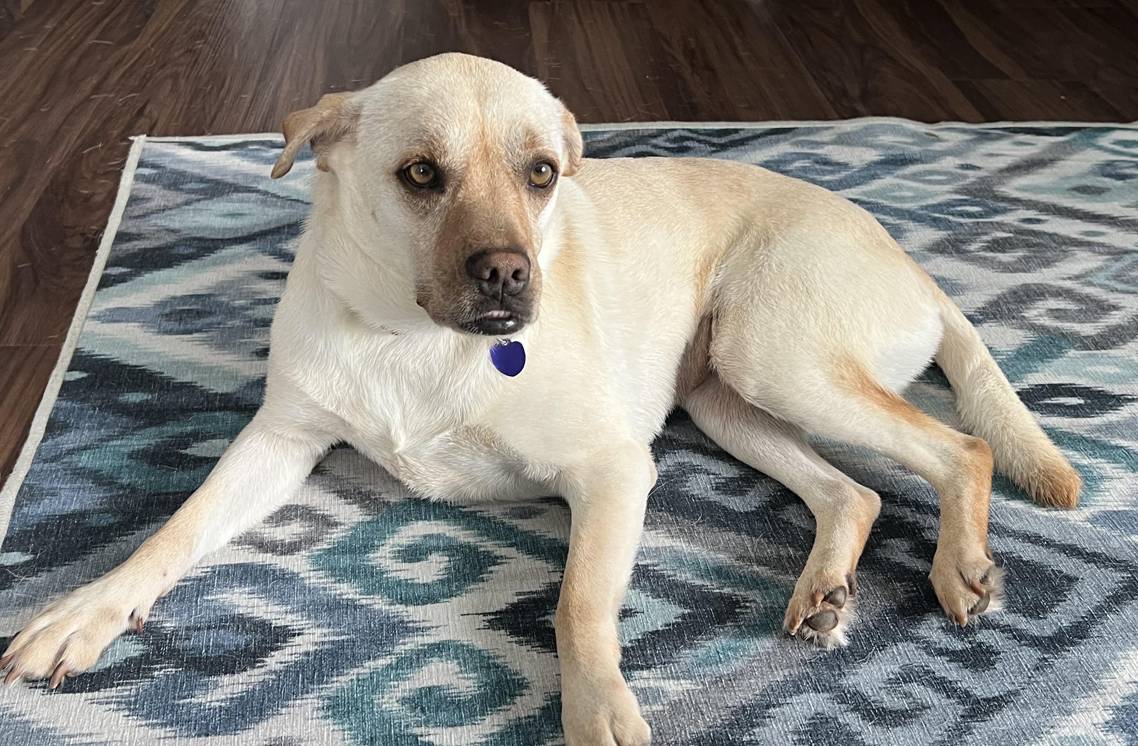 Enlarge Dixie Mae, a ADOPTABLE mixed breed in MADISON, AL image 3/4