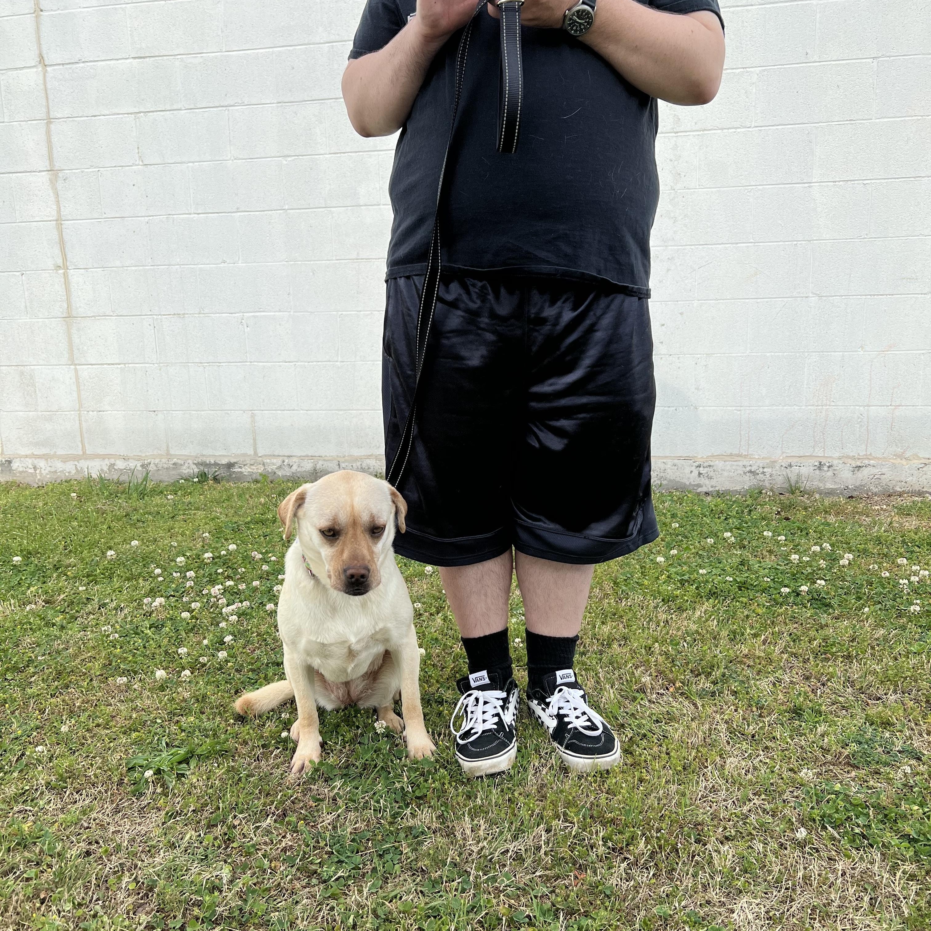 Enlarge Dixie Mae, a ADOPTABLE mixed breed in MADISON, AL image 2/4