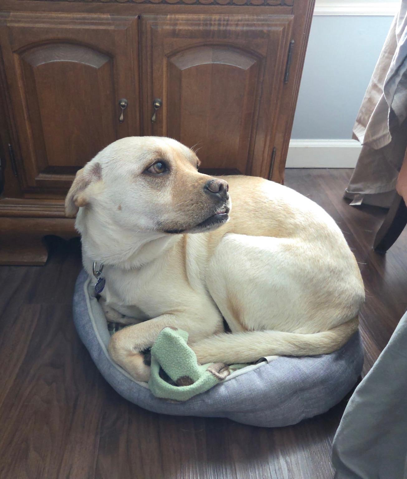 Enlarge Dixie Mae, a ADOPTABLE mixed breed in MADISON, AL image 4/4