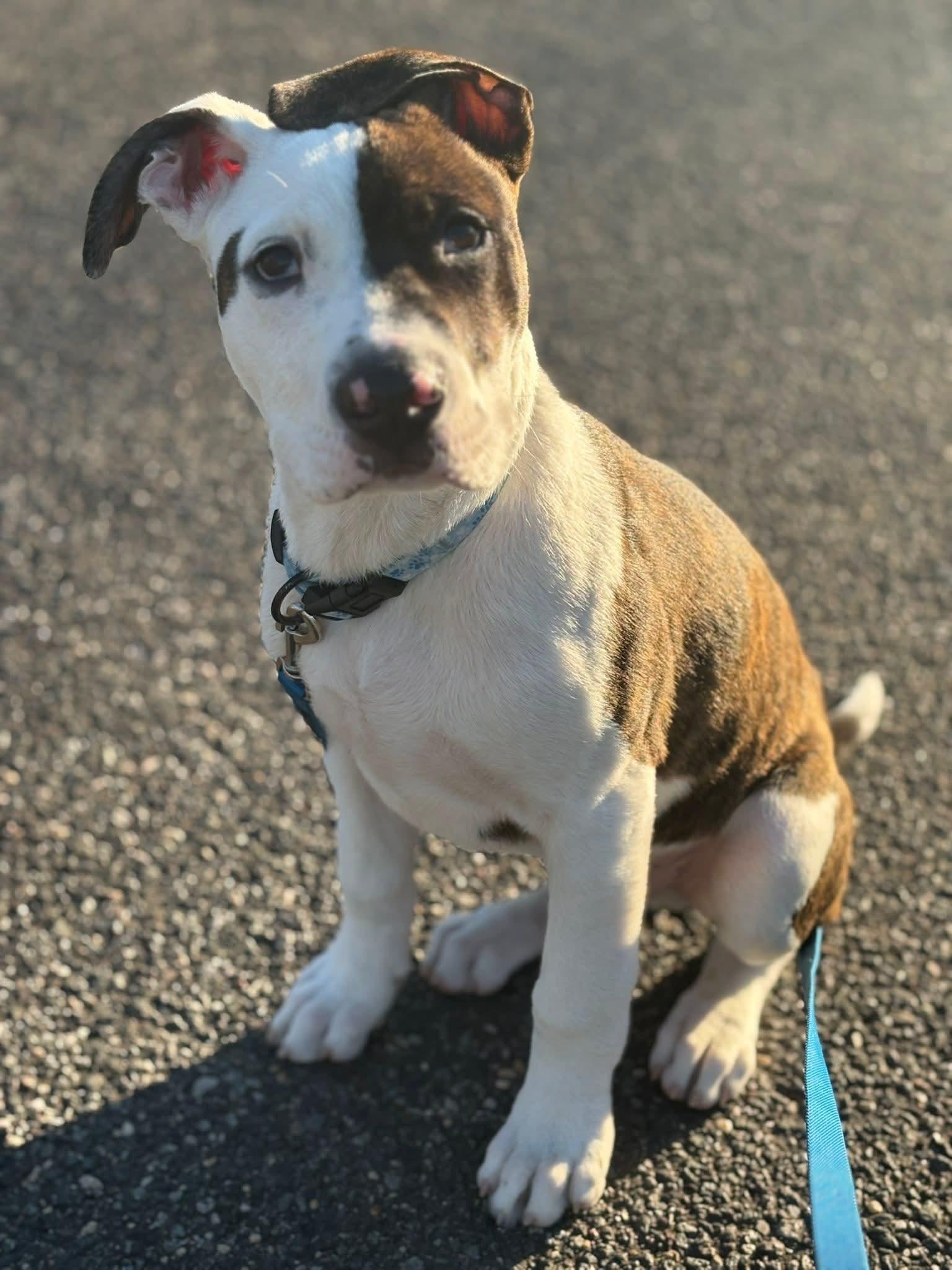 Enlarge Hank, a ADOPTABLE mixed breed in Collingswood, NJ image 3/4