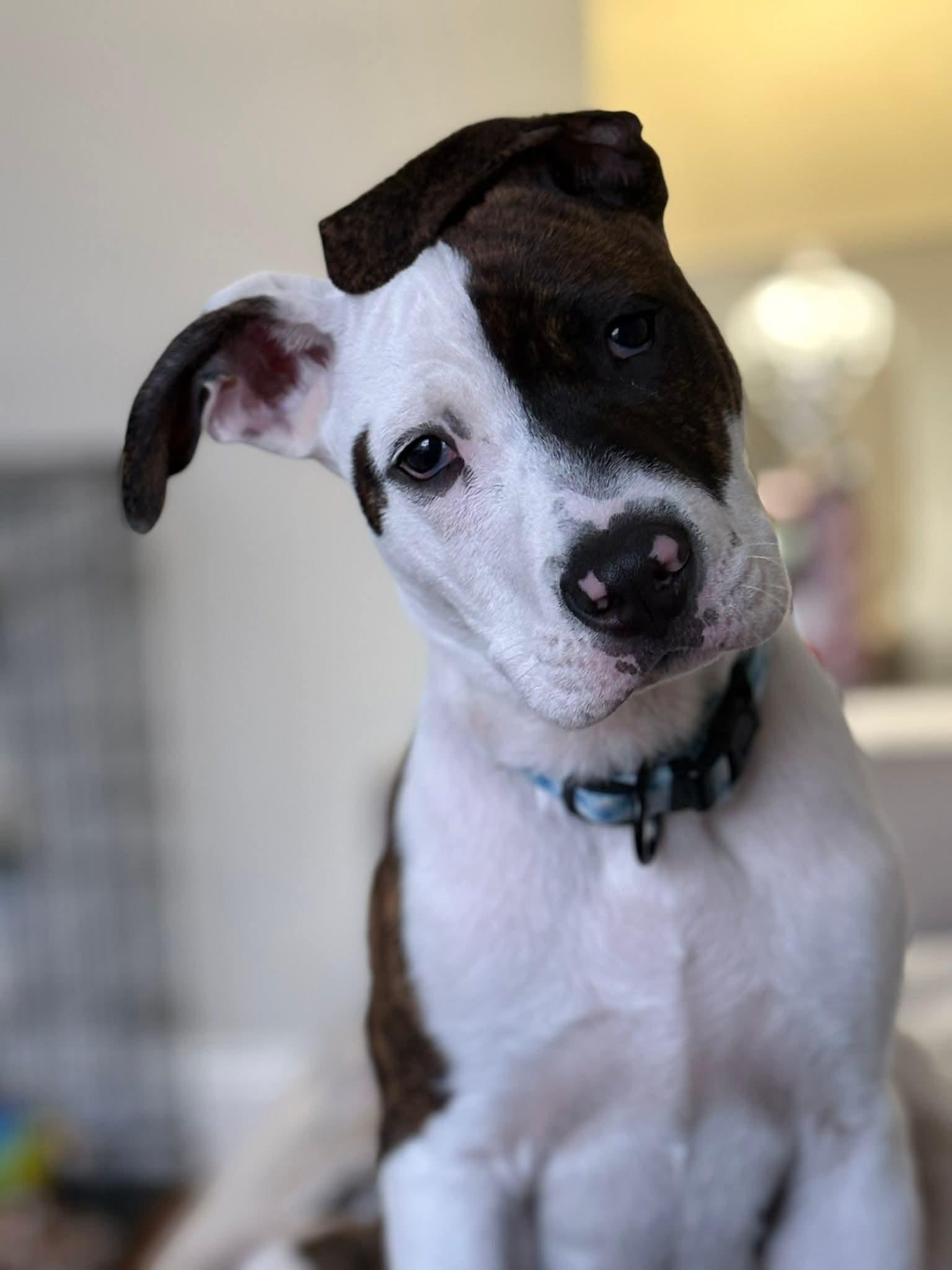 Enlarge Hank, a ADOPTABLE mixed breed in Collingswood, NJ image 1/4