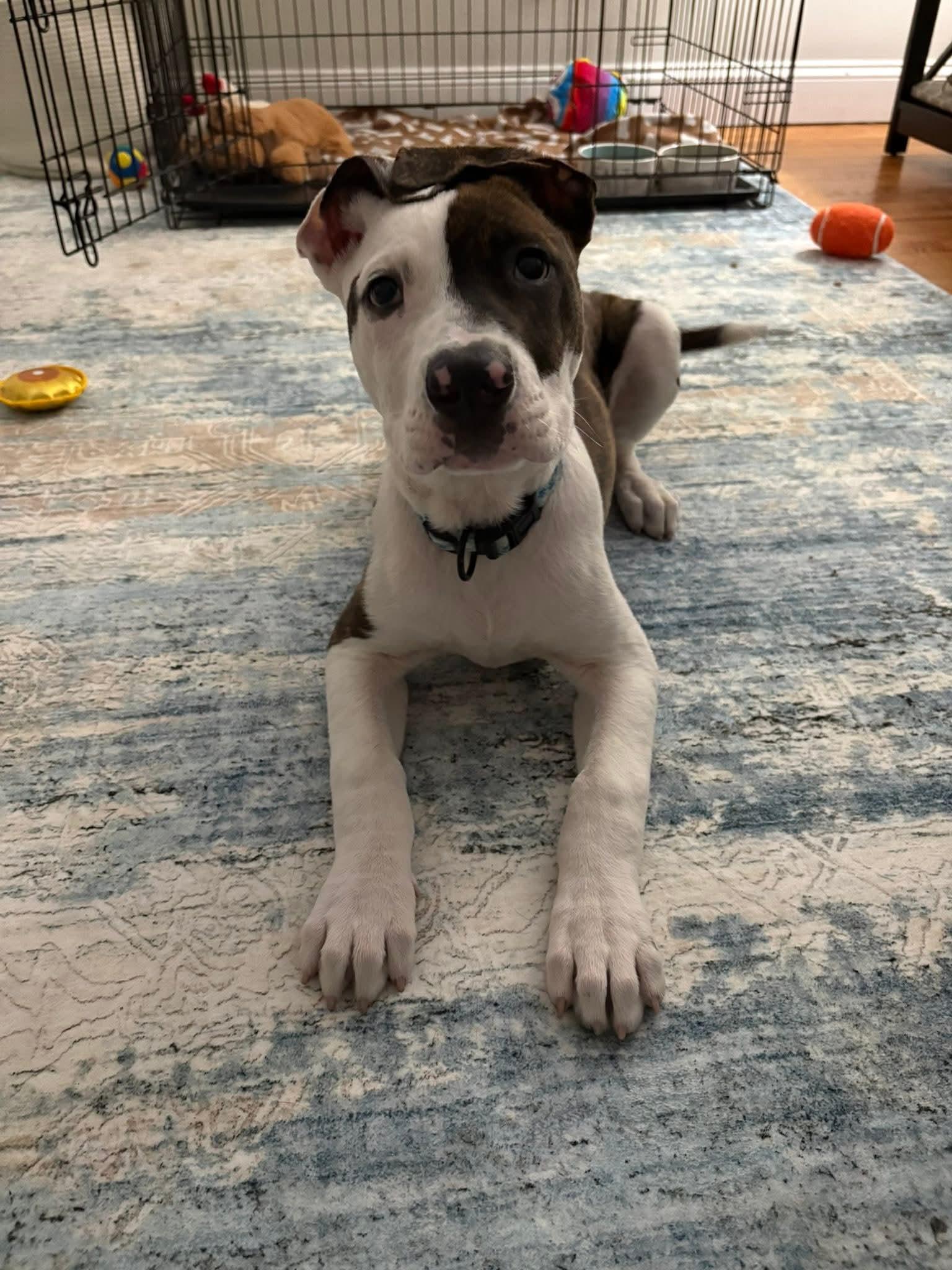 Enlarge Hank, a ADOPTABLE mixed breed in Collingswood, NJ image 4/4