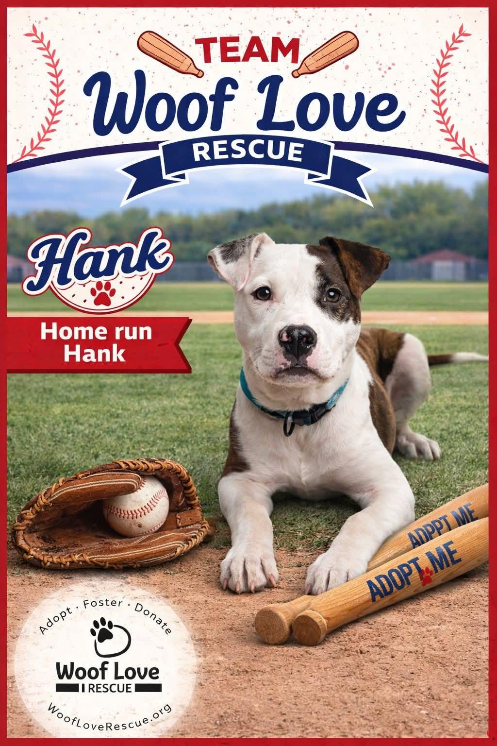 Enlarge Hank, a ADOPTABLE mixed breed in Collingswood, NJ image 2/4