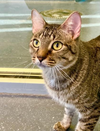 Yule, Adoptable, Adult Male Domestic Short Hair & Domestic Short Hair.