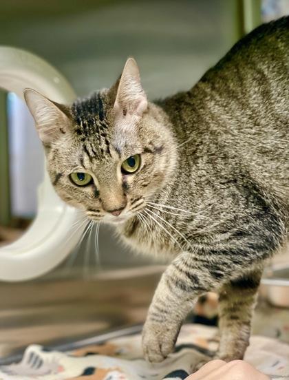 Enlarge Yule, a Adoptable mixed breed in Fort Worth, TX image 2/3