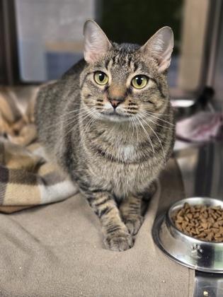 Enlarge Yule, a Adoptable mixed breed in Fort Worth, TX image 3/3