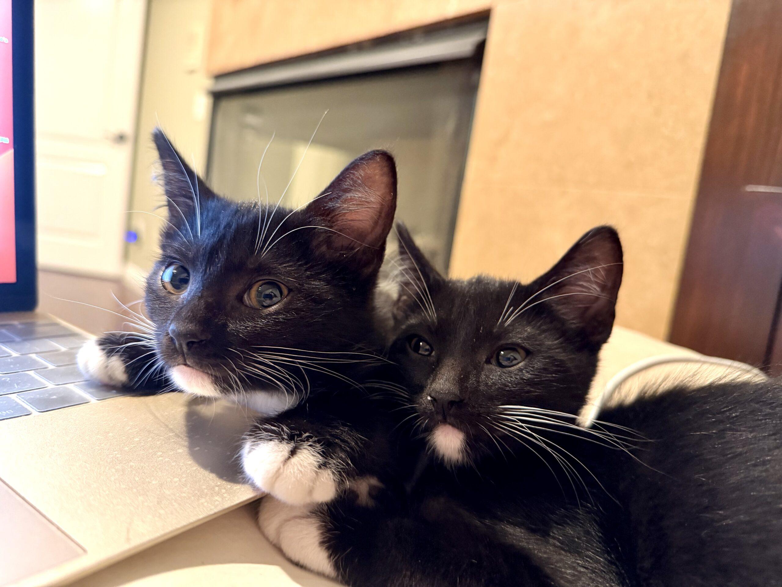 Flip & Flop (Bonded Pair)