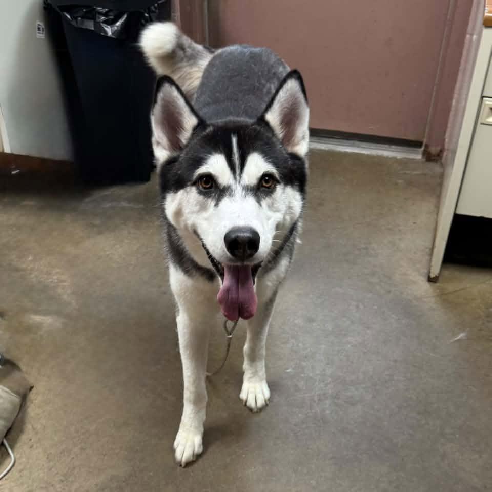 Enlarge COPPER, a Adoptable Siberian Husky in Cadiz, OH image 3/3
