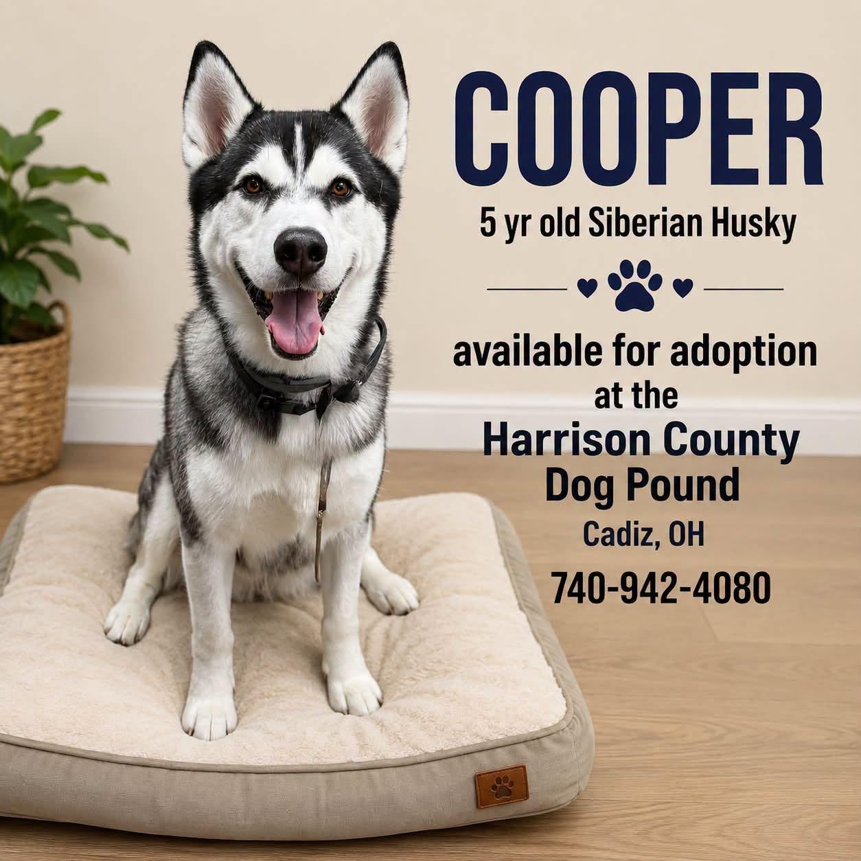COPPER, Adoptable, Adult Male Siberian Husky.