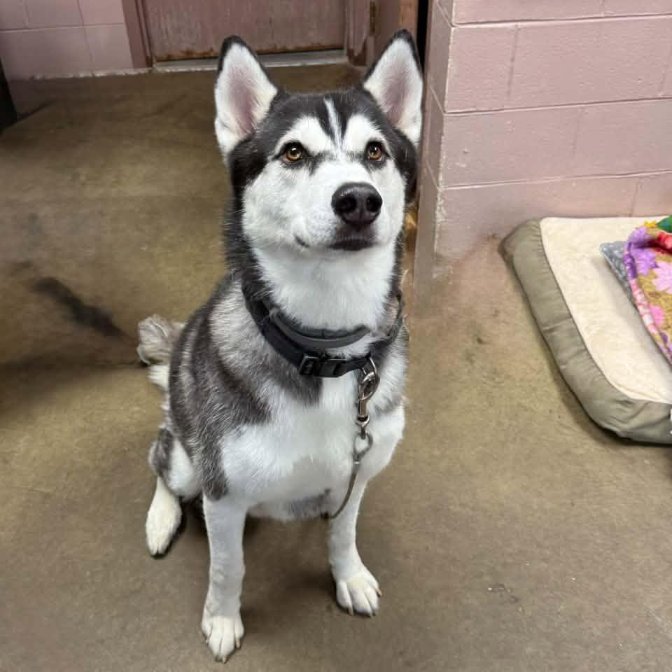 Enlarge COPPER, a Adoptable Siberian Husky in Cadiz, OH image 2/3