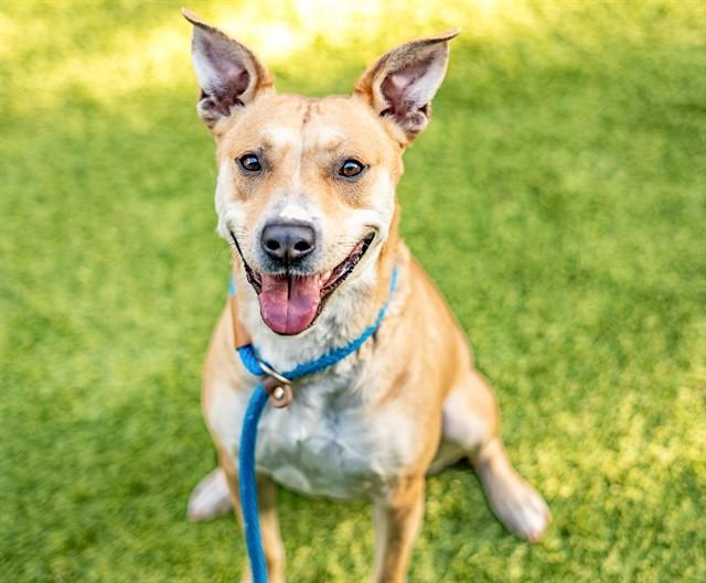 WINTER, Adoptable, Young Female Carolina Dog & Pit Bull Terrier.