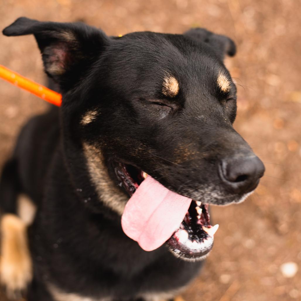 Baloo, Adoptable, Adult Male Husky & Rottweiler.