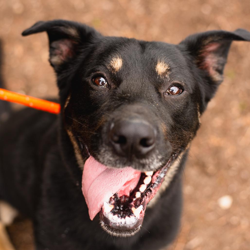 Enlarge Baloo, a Adoptable mixed breed in Warwick, RI image 2/3