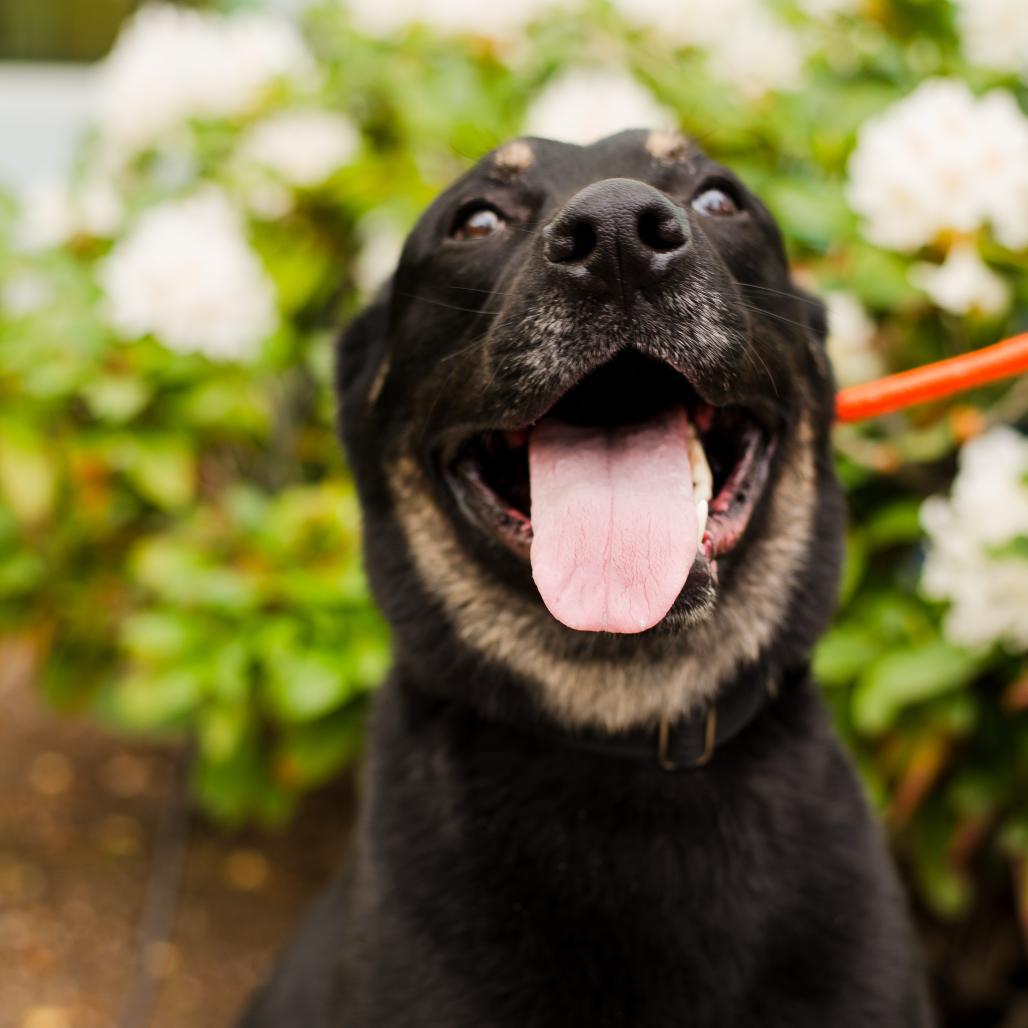Enlarge Baloo, a Adoptable mixed breed in Warwick, RI image 3/3
