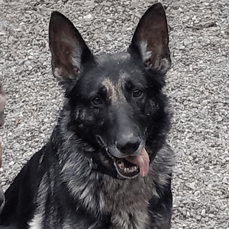 Misty, Adoptable, Adult Female German Shepherd Dog.