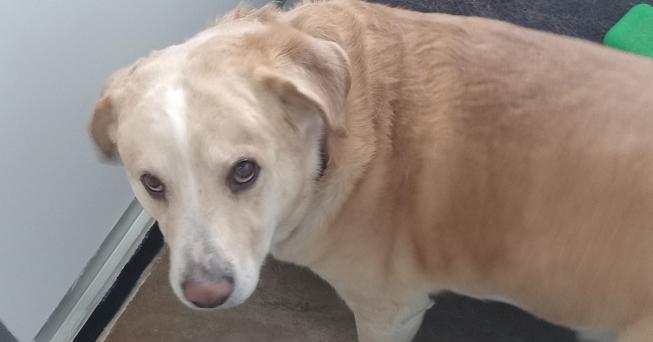 Enlarge Odin, a Adoptable mixed breed in Challis, ID image 1/2