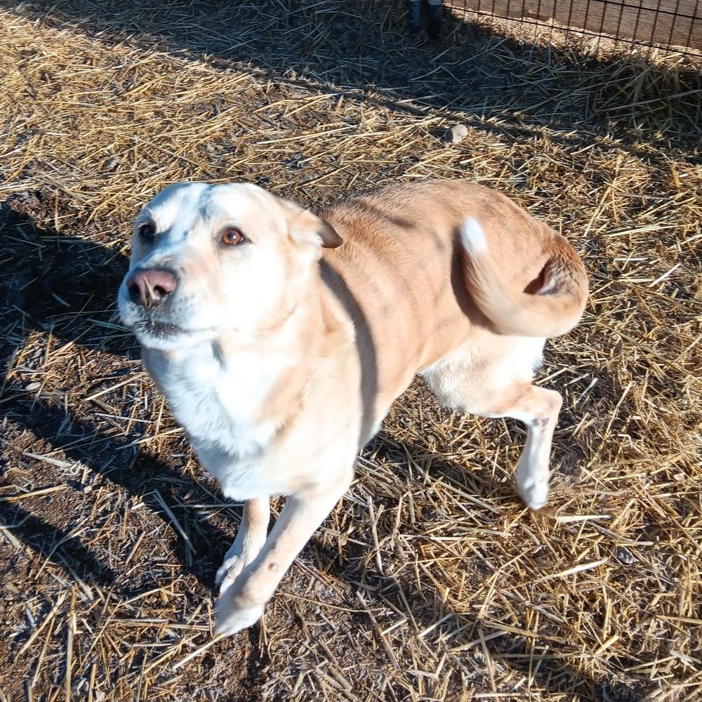 Enlarge Odin, a Adoptable mixed breed in Challis, ID image 2/2