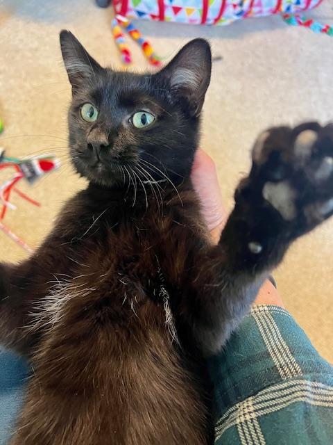 Enlarge Steve, a Adoptable Domestic Short Hair in Atlanta, GA image 4/4