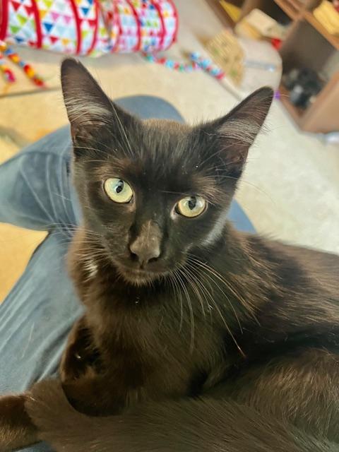 Enlarge Steve, a Adoptable Domestic Short Hair in Atlanta, GA image 2/4