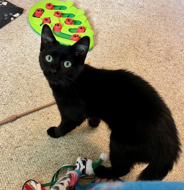 Enlarge Steve, a Adoptable Domestic Short Hair in Atlanta, GA image 3/4