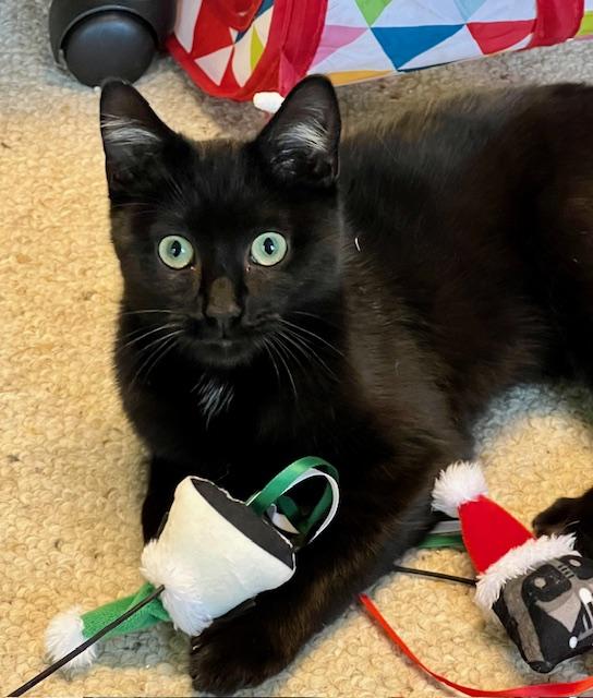 Enlarge Steve, a Adoptable Domestic Short Hair in Atlanta, GA image 1/4