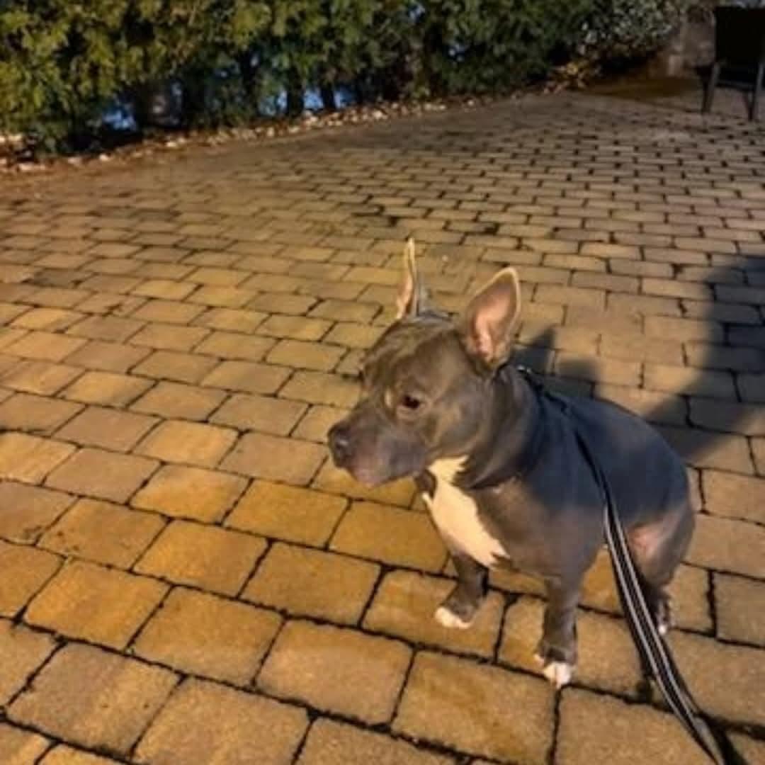 Enlarge Iron Titus, a Adoptable Mixed Breed in Whitestone, NY image 4/4