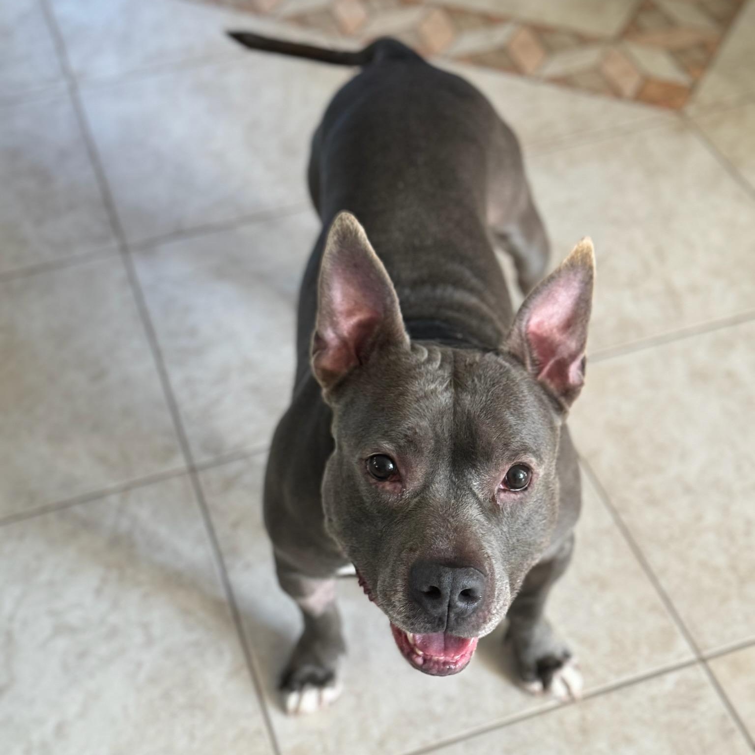 Enlarge Iron Titus, a Adoptable Mixed Breed in Whitestone, NY image 2/4