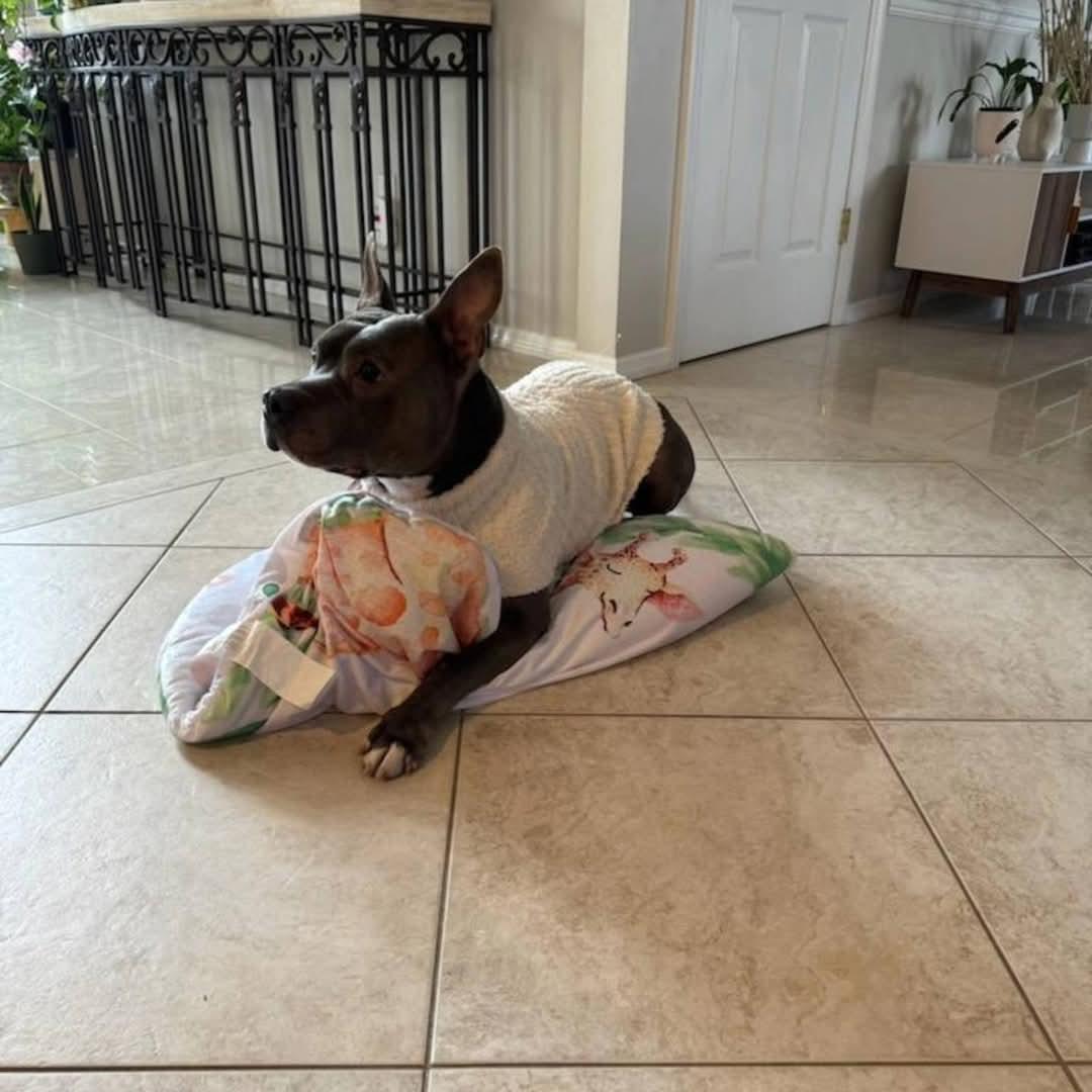 Enlarge Iron Titus, a Adoptable Mixed Breed in Whitestone, NY image 3/4