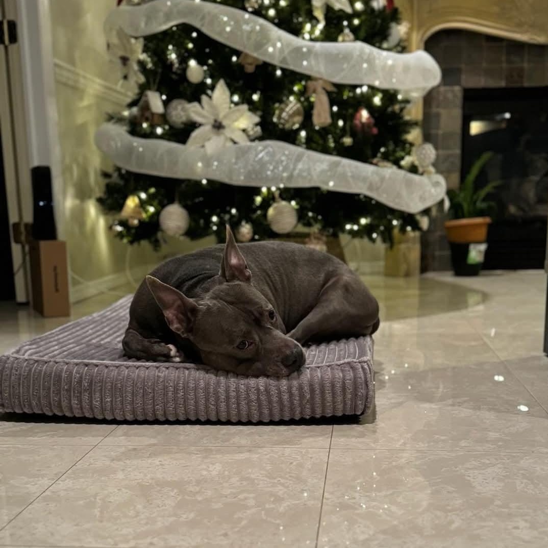 Enlarge Iron Titus, a Adoptable Mixed Breed in Whitestone, NY image 1/4