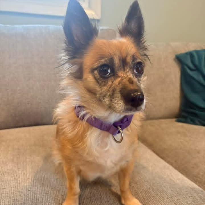 Grace, ADOPTABLE, Adult Female Pomeranian.