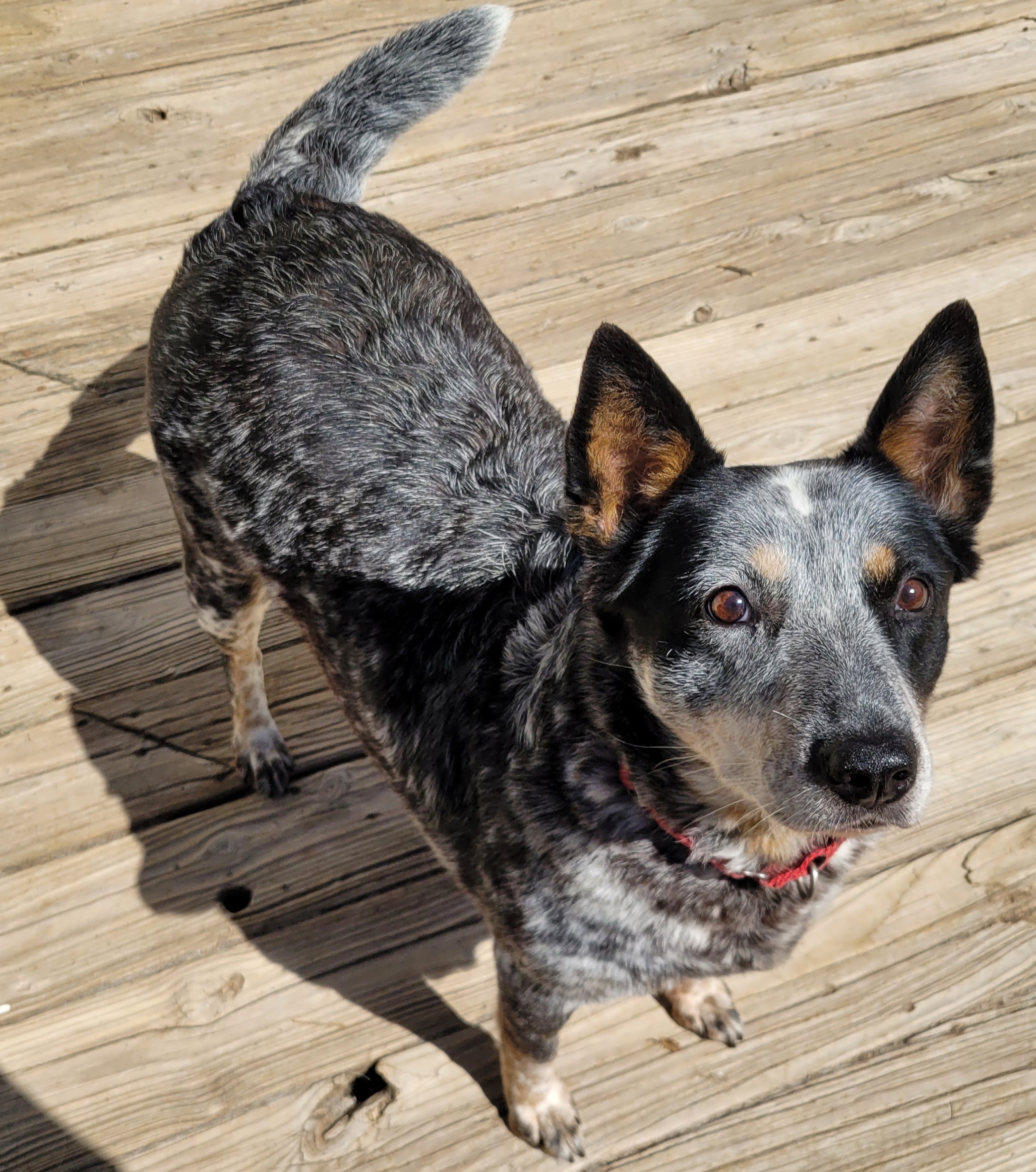 Enlarge MAGGIE, a Adopted Australian Cattle Dog / Blue Heeler in Rensselaer, NY image 2/3