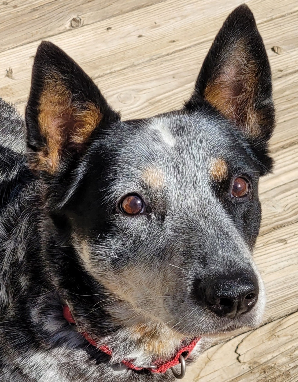 Enlarge MAGGIE, a Adopted Australian Cattle Dog / Blue Heeler in Rensselaer, NY image 1/3
