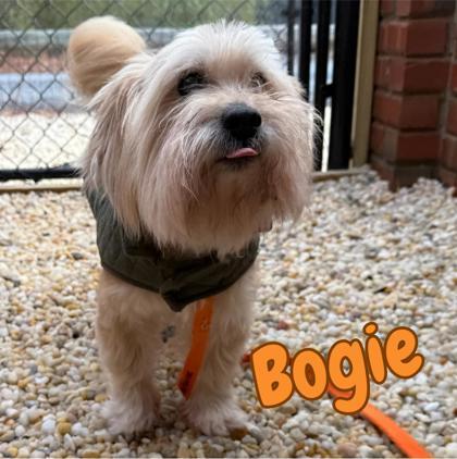 Bogie, Adoptable, Senior Male Havanese & Mixed Breed.