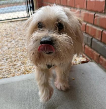 Bogie, a Adoptable mixed breed in Southern Pines, NC image 2/3