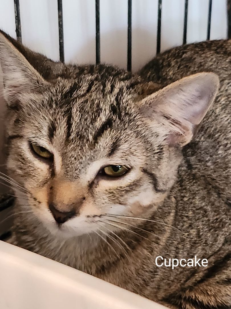 Cupcake, Adoptable, Kitten Female American Shorthair.
