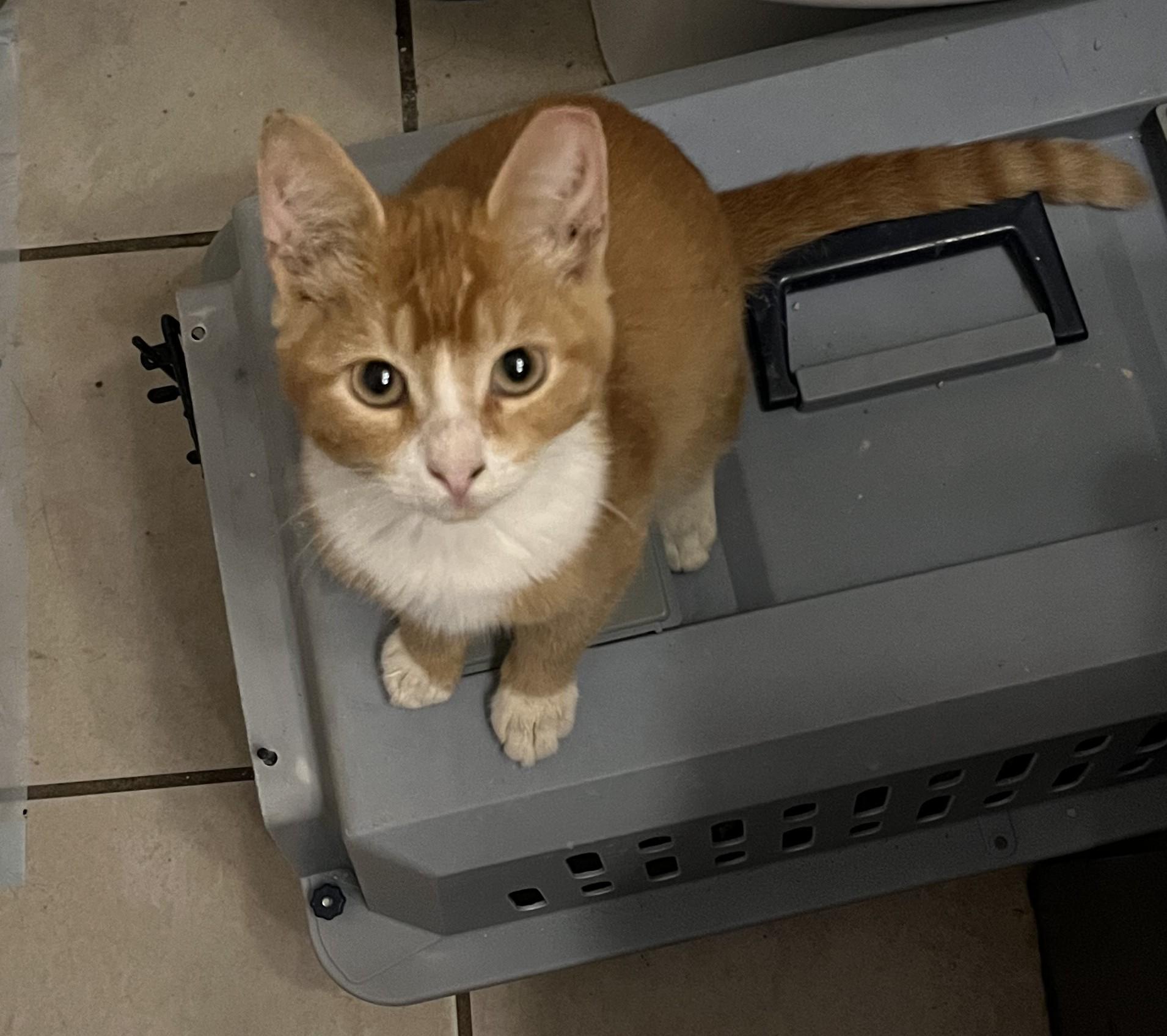 Enlarge Riddick, a Adopted Domestic Short Hair in Avon Park, FL image 4/4