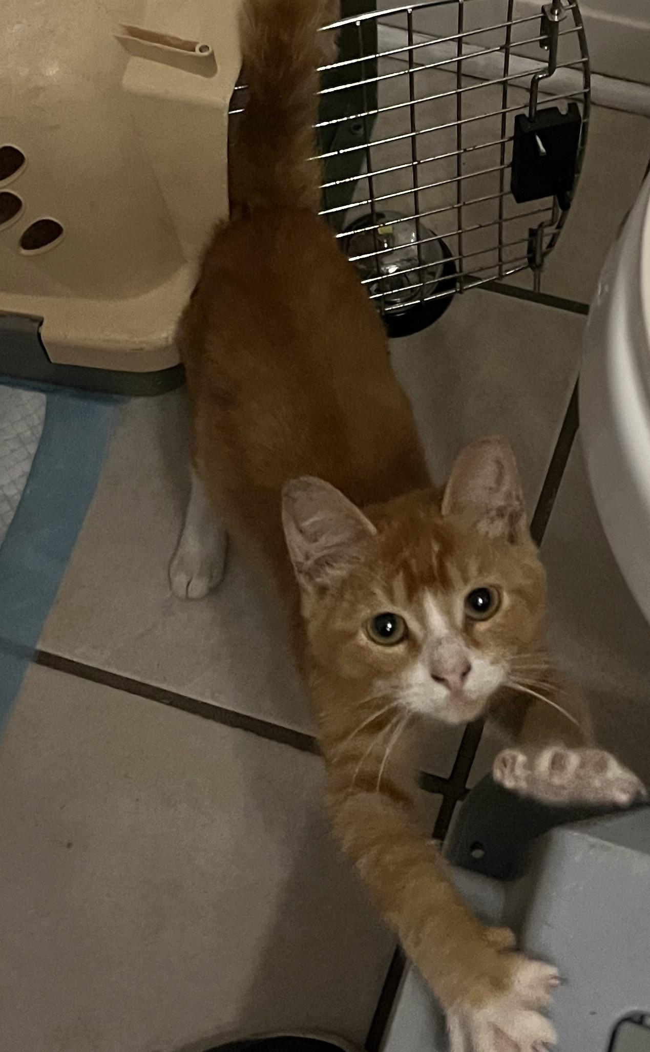 Enlarge Riddick, a Adopted Domestic Short Hair in Avon Park, FL image 2/4