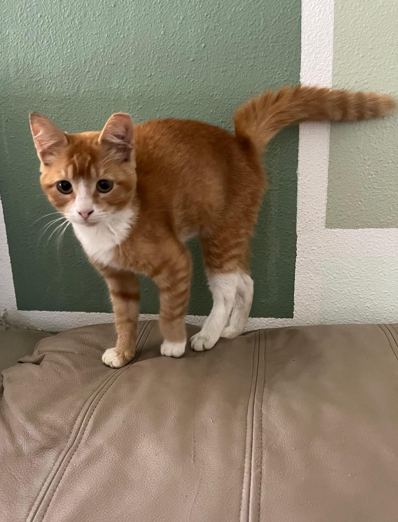 Enlarge Riddick, a Adopted Domestic Short Hair in Avon Park, FL image 1/4