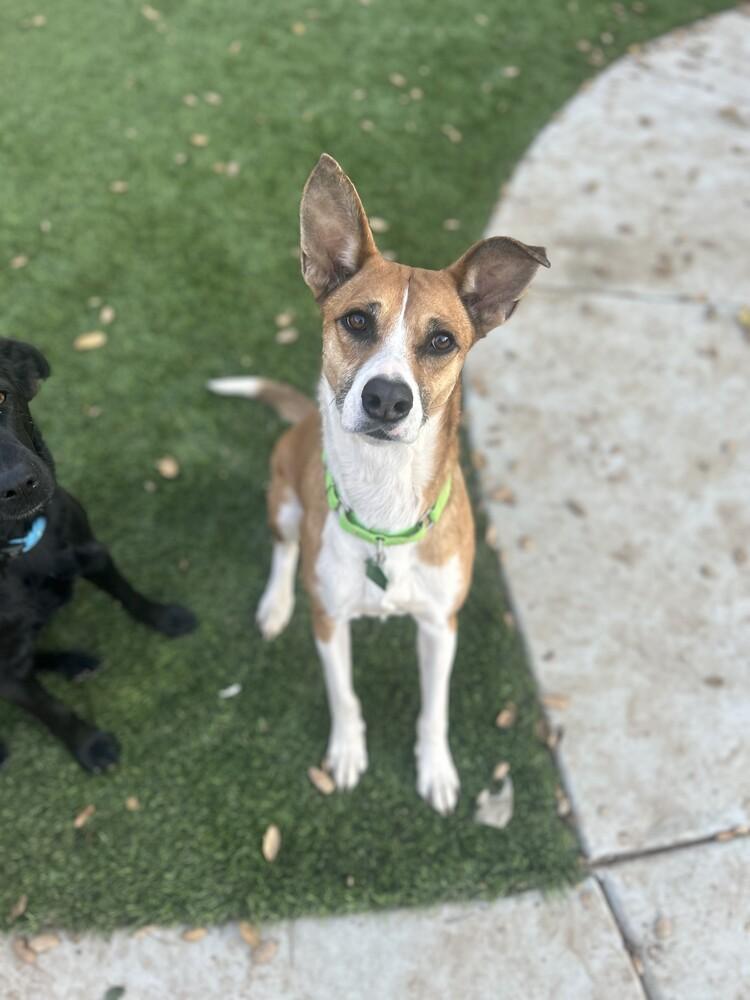 Yta, a Adoptable mixed breed in San Diego, CA image 2/4