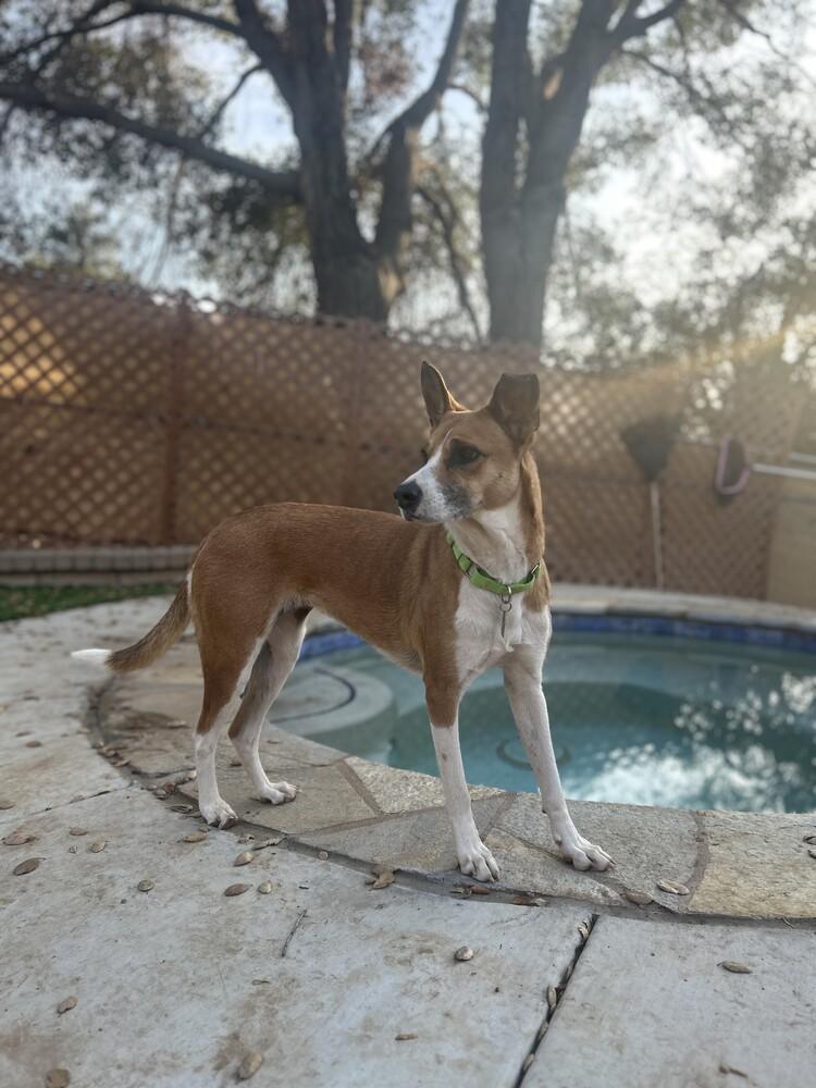 Yta, a Adoptable mixed breed in San Diego, CA image 3/4