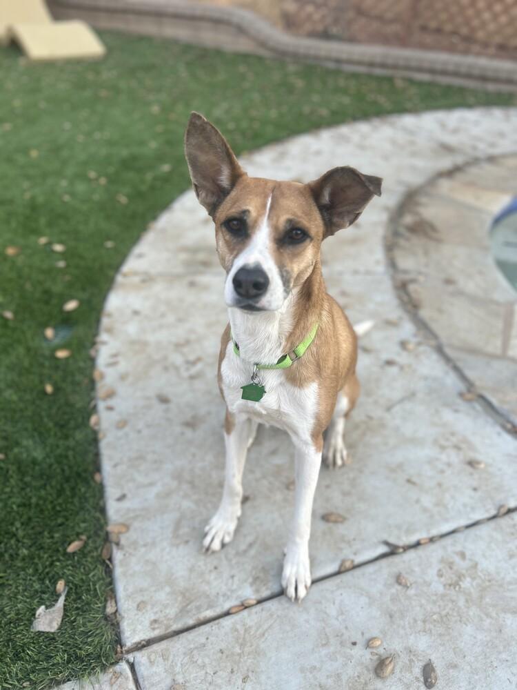 Yta, a Adoptable mixed breed in San Diego, CA image 4/4