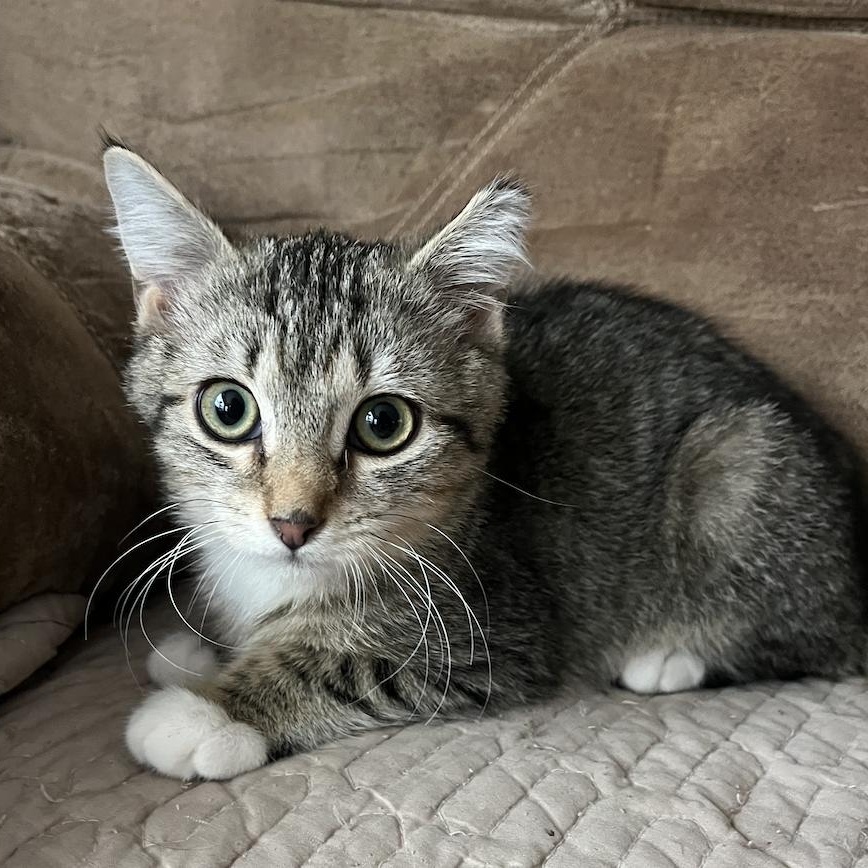 Biscuit 2, adopted, Kitten Male Domestic Short Hair.