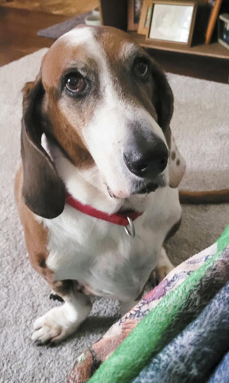 HUCKLEBERRY, Adoptable, Senior Male Basset Hound.