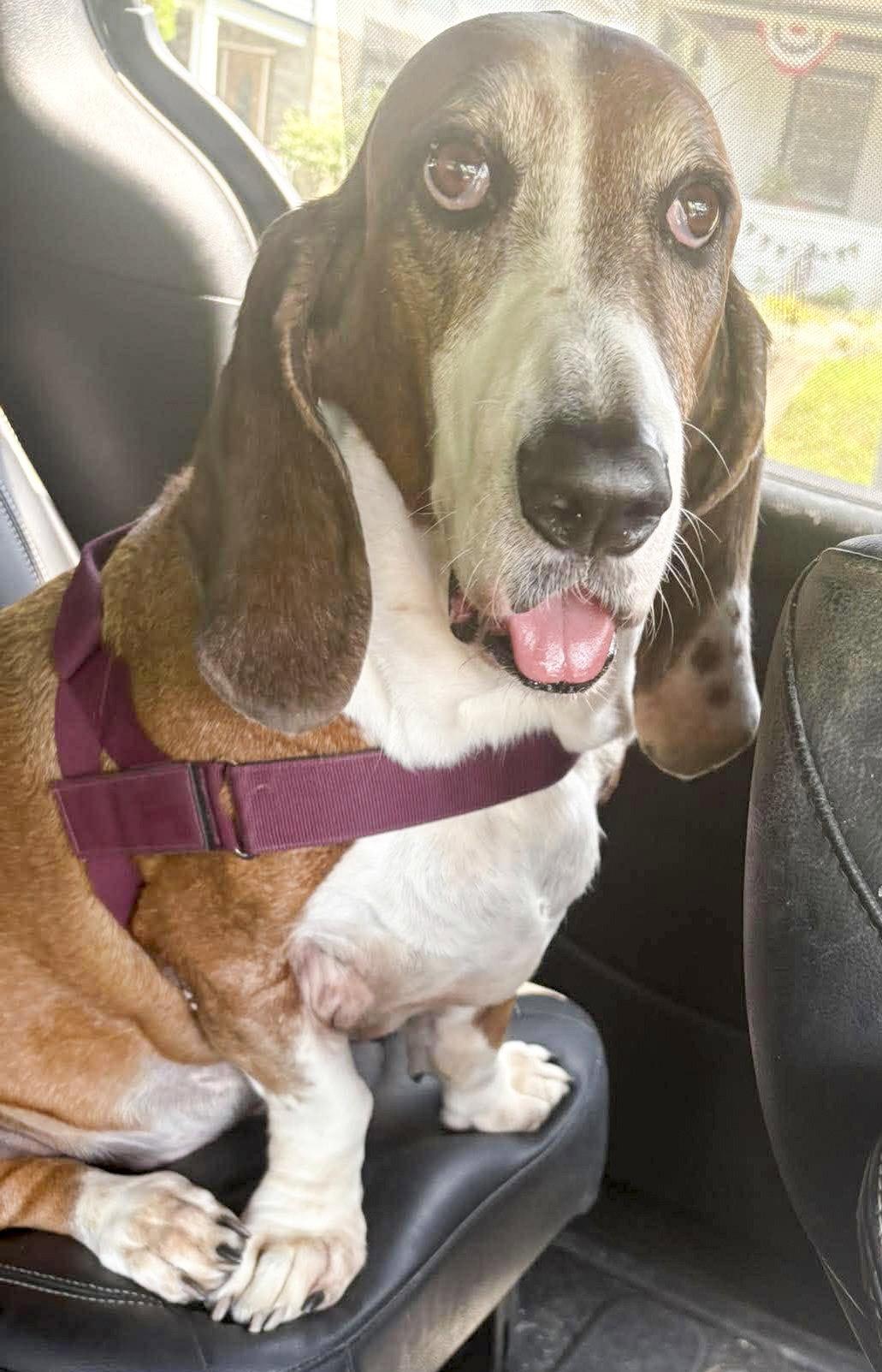 Enlarge HUCKLEBERRY, a Adoptable Basset Hound in Mays Landing, NJ image 2/3