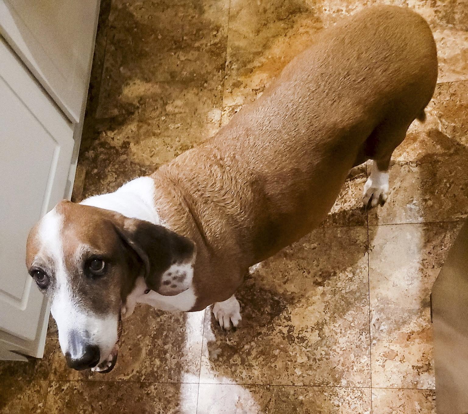 Enlarge HUCKLEBERRY, a Adoptable Basset Hound in Mays Landing, NJ image 3/3