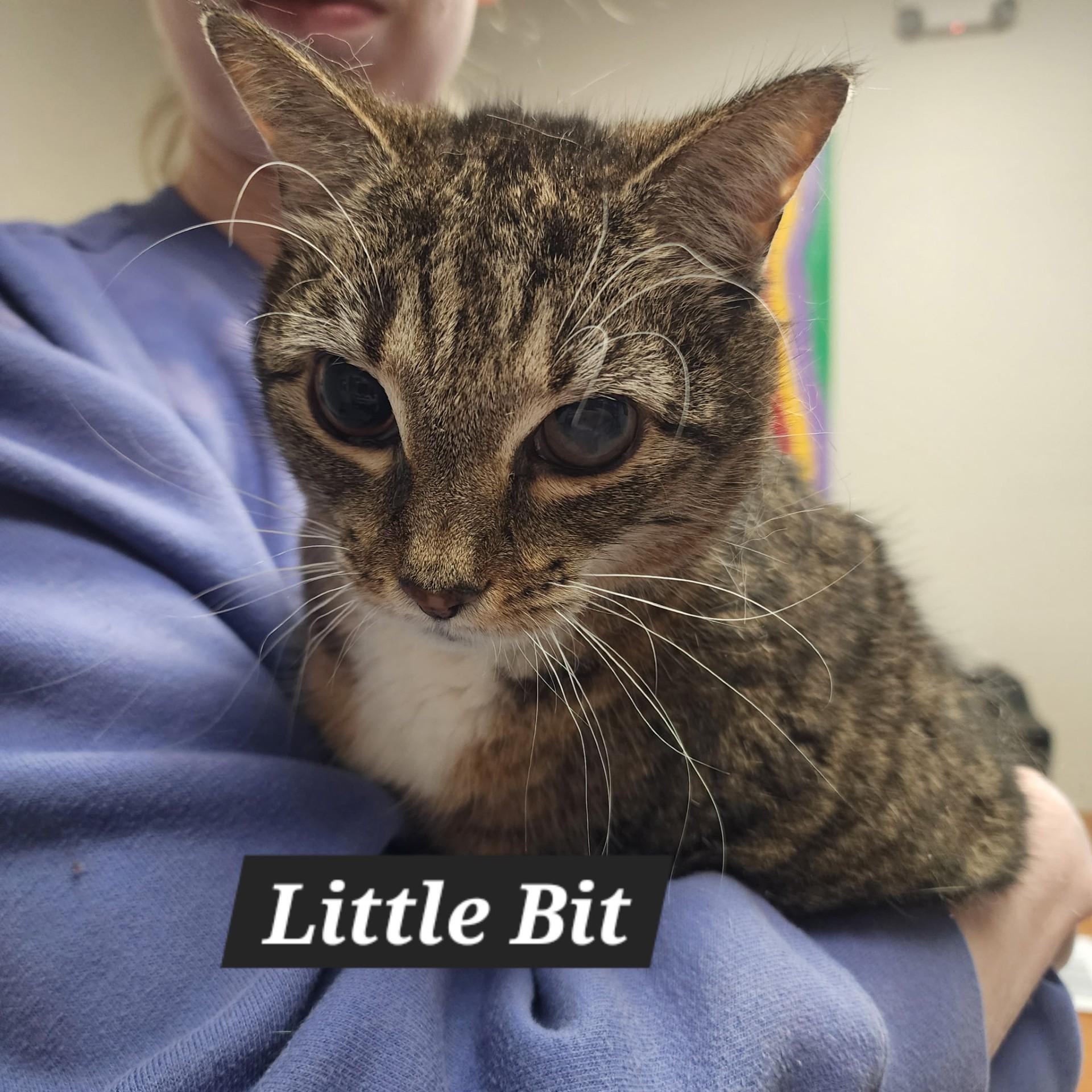 Little Bit, adoptable, Senior Female Domestic Short Hair.