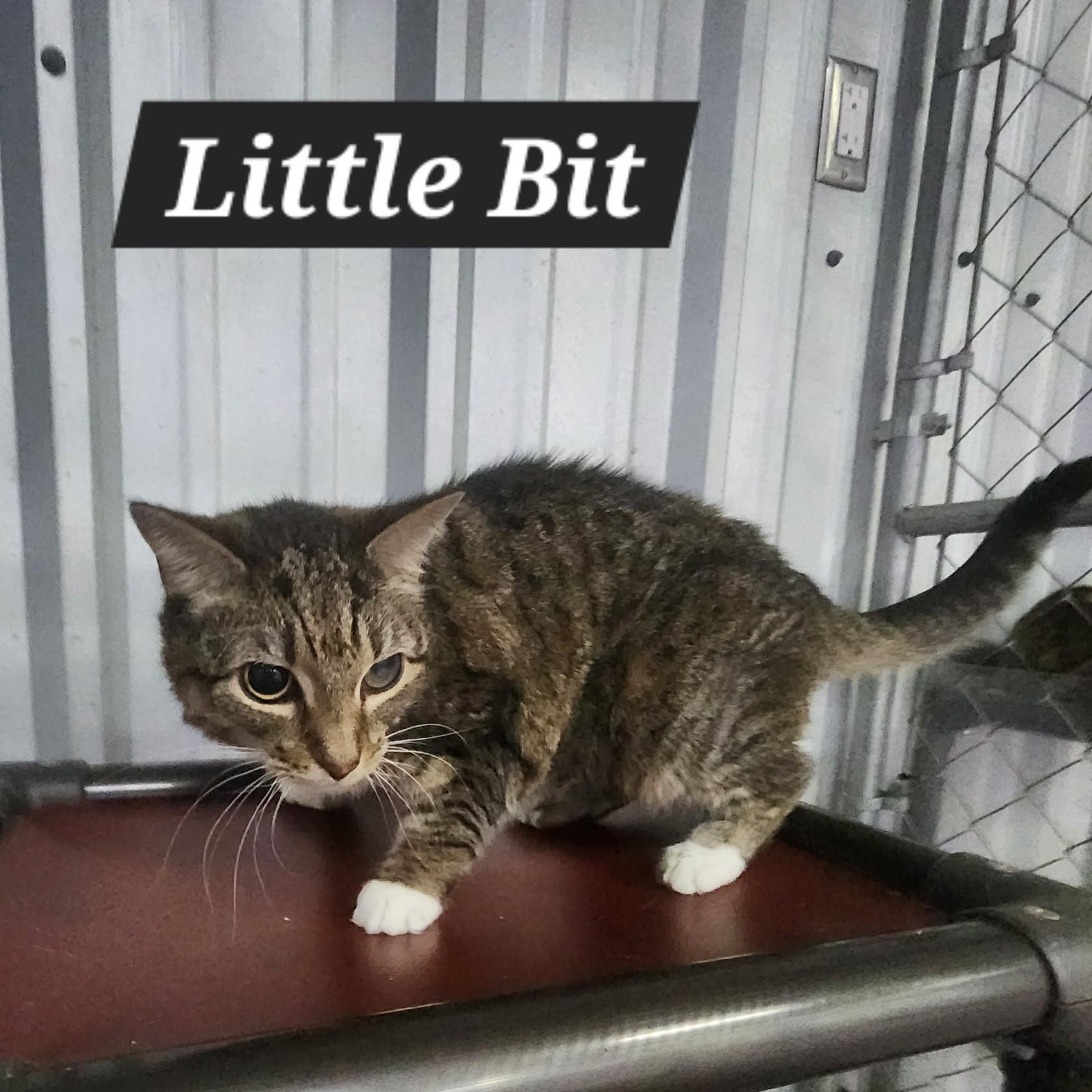 Enlarge Little Bit, an adoptable Domestic Short Hair in SNOW HILL, NC image 2/3
