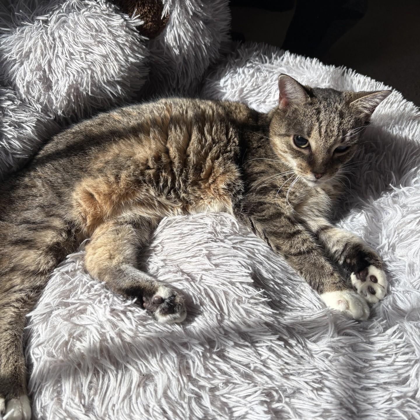 Enlarge Little Bit, an adoptable Domestic Short Hair in SNOW HILL, NC image 3/3