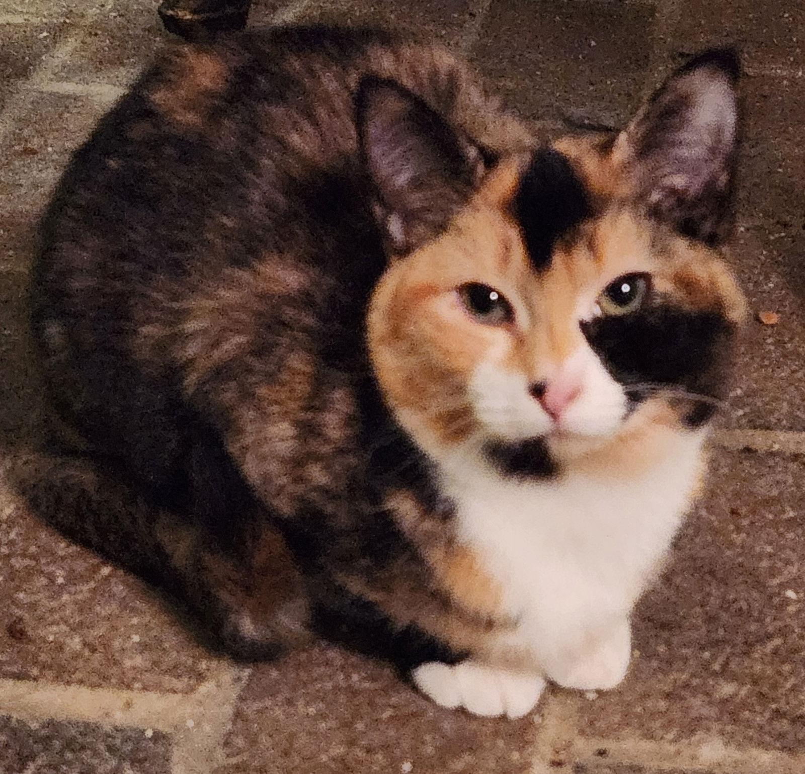 Classy  (25-129), Adopted, Young Female Domestic Short Hair.